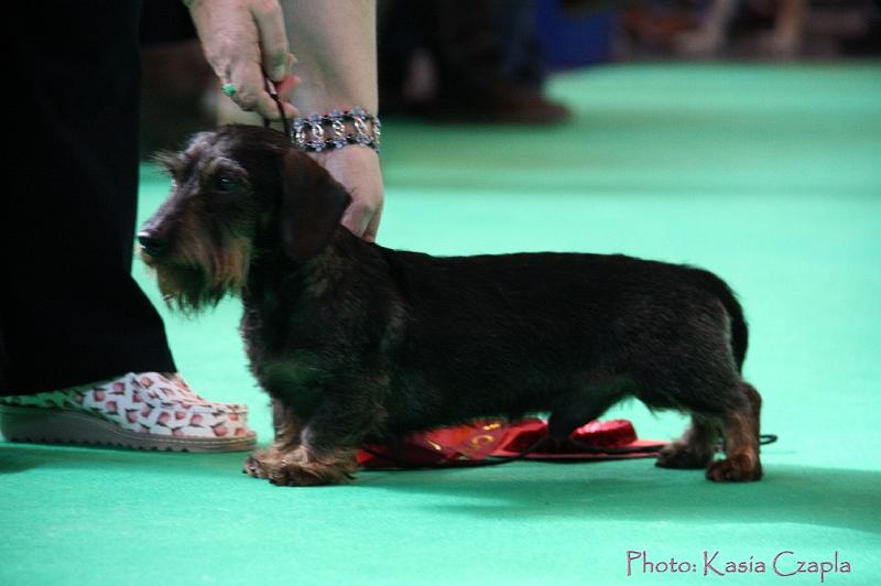 Crufts2011_2 810.jpg